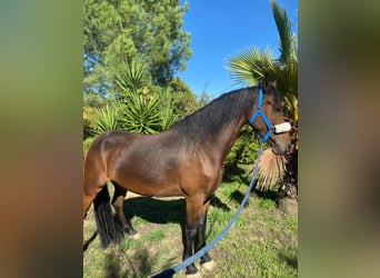 Andalusiër, Merrie, 7 Jaar, 165 cm, Bruin