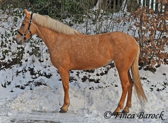 Andalusiër, Merrie, 7 Jaar, 165 cm, Palomino