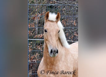 Andalusiër, Merrie, 7 Jaar, 165 cm, Palomino