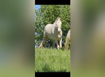 Andalusiër, Merrie, 8 Jaar, 150 cm, Cremello