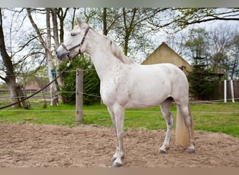 Andalusiër, Merrie, 8 Jaar, 155 cm, Schimmel