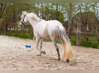Andalusiër, Merrie, 8 Jaar, 155 cm, Schimmel