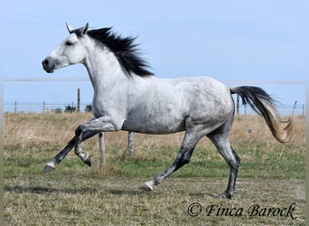 Andalusiër, Merrie, 8 Jaar, 156 cm, Schimmel