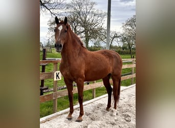 Andalusiër, Merrie, 8 Jaar, 156 cm, Vos