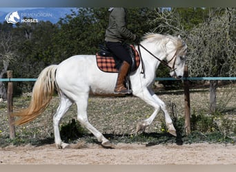 Andalusiër, Merrie, 8 Jaar, 156 cm, Wit