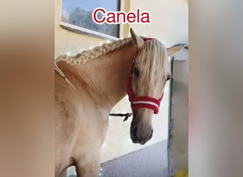 Andalusiër, Merrie, 8 Jaar, 157 cm, Palomino