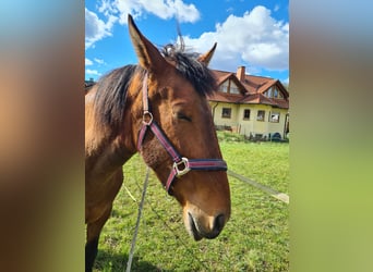 Andalusiër Mix, Merrie, 8 Jaar, 160 cm, Roodbruin