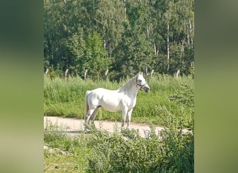 Andalusiër Mix, Merrie, 9 Jaar, 150 cm, Schimmel
