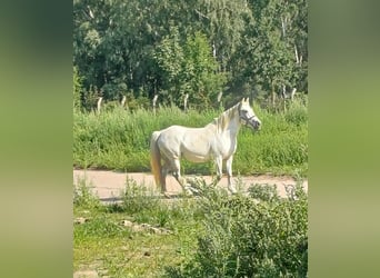 Andalusiër Mix, Merrie, 9 Jaar, 150 cm, Schimmel