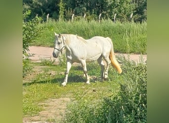 Andalusiër Mix, Merrie, 9 Jaar, 150 cm, Schimmel