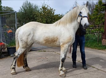 Andalusiër Mix, Merrie, 9 Jaar, 150 cm, Schimmel