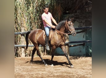 Andalusiër, Merrie, 9 Jaar, 152 cm, Zwart