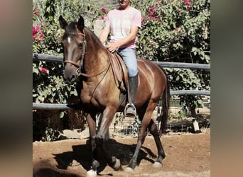 Andalusiër, Merrie, 9 Jaar, 152 cm, Zwart