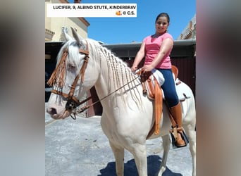 Andalusiër, Merrie, 9 Jaar, 155 cm, Cremello