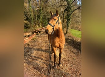 Andalusiër, Merrie, 9 Jaar, 160 cm, Buckskin