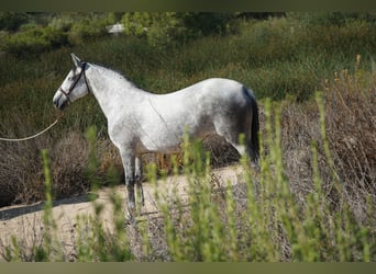 Andalusiër, Merrie, 9 Jaar, 163 cm, Schimmel