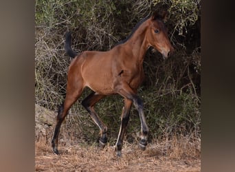 Andalusiër, Merrie, veulen (03/2024), 158 cm, Brauner