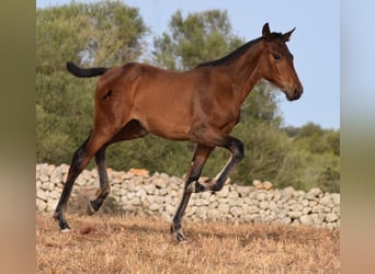 Andalusiër, Merrie, veulen (03/2024), 158 cm, Brauner