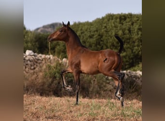 Andalusiër, Merrie, veulen (03/2024), 158 cm, Brauner