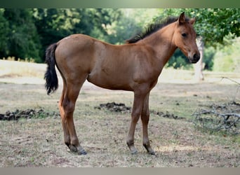 Andalusiër, Merrie, Veulen (05/2026), 158 cm, Bruin