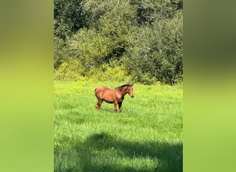 Andalusiër Mix, Merrie, veulen (04/2024), 165 cm, Roodbruin