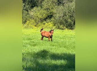 Andalusiër Mix, Merrie, veulen (04/2024), 165 cm, Roodbruin