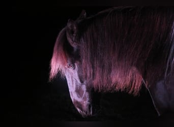 Andalusiër Mix, Ruin, 10 Jaar, 153 cm, Gevlekt-paard