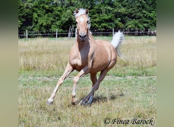 Andalusiër, Ruin, 10 Jaar, 156 cm, Palomino