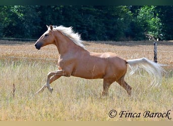 Andalusiër, Ruin, 10 Jaar, 156 cm, Palomino