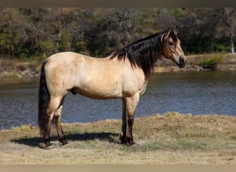 Andalusiër, Ruin, 10 Jaar, 160 cm, Buckskin