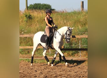 Andalusiër Mix, Ruin, 11 Jaar, 152 cm, Schimmel