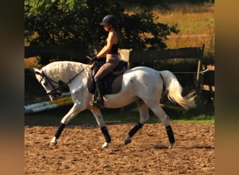 Andalusiër Mix, Ruin, 11 Jaar, 152 cm, Schimmel