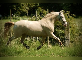 Andalusiër Mix, Ruin, 11 Jaar, 155 cm, Perlino