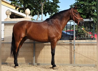 Andalusiër Mix, Ruin, 11 Jaar, 158 cm, Roodbruin