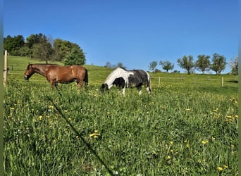 Andalusiër, Ruin, 11 Jaar, 160 cm, Bruin