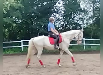 Andalusiër Mix, Ruin, 11 Jaar, 165 cm, Cremello