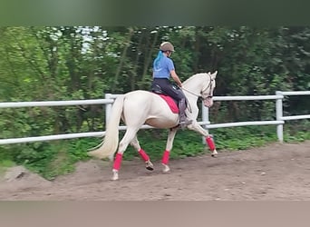 Andalusiër Mix, Ruin, 11 Jaar, 165 cm, Cremello