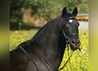 Andalusiër Mix, Ruin, 12 Jaar, 147 cm, Zwart
