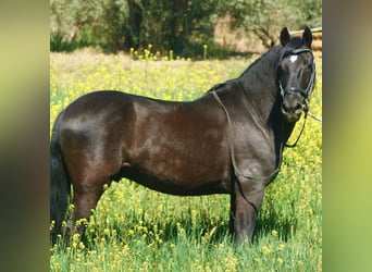 Andalusiër Mix, Ruin, 12 Jaar, 147 cm, Zwart