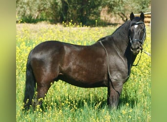 Andalusiër Mix, Ruin, 12 Jaar, 147 cm, Zwart