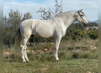 Andalusiër, Ruin, 12 Jaar, 164 cm, Appelschimmel