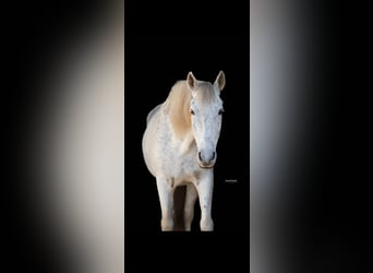 Andalusiër Mix, Ruin, 15 Jaar, 155 cm, Vliegenschimmel