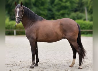 Andalusiër, Ruin, 15 Jaar, 160 cm, Zwart