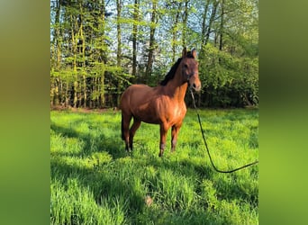 Andalusiër Mix, Ruin, 16 Jaar, 165 cm, Bruin