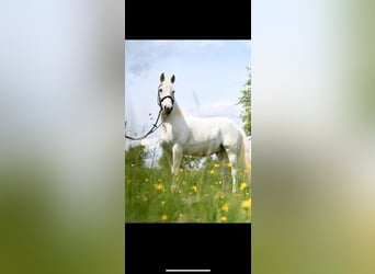 Andalusiër Mix, Ruin, 17 Jaar, 155 cm, Gevlekt-paard