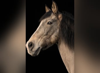 Andalusiër Mix, Ruin, 19 Jaar, 153 cm, Buckskin