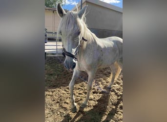 Andalusiër, Ruin, 21 Jaar, Schimmel