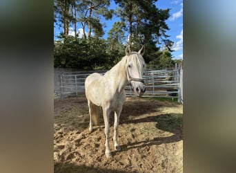 Andalusiër, Ruin, 21 Jaar, Schimmel