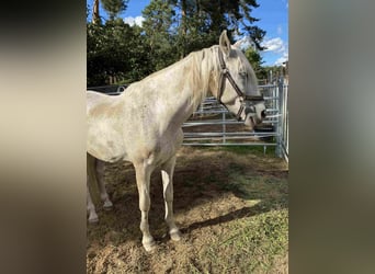 Andalusiër, Ruin, 21 Jaar, Schimmel