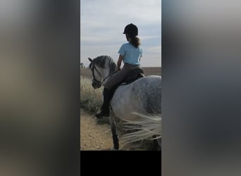 Andalusiër, Ruin, 23 Jaar, Schimmel